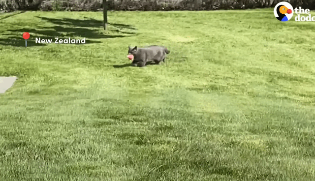 동백꽃 선물해주는 고양이.gif | 인스티즈