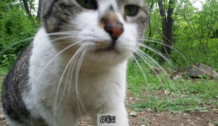 산냥이시절과 집냥이시절이 완전 다른 고양이 | 인스티즈