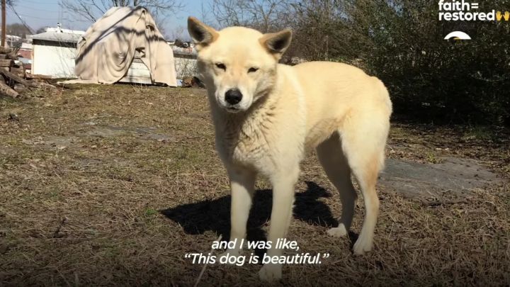 떠돌이 개에서 사랑받는 댕댕이가 되기까지.gif | 인스티즈