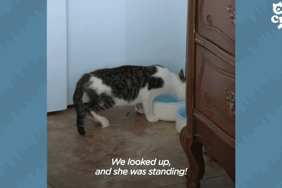 성격있는 아기고양이 정성으로 돌보기.gif | 인스티즈