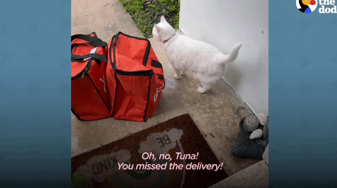 배송기사님 반기느라 바쁜 고양이.gif | 인스티즈