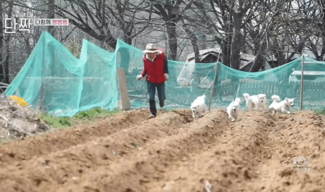 귀엽고 주인 할아버지가 웃긴 호빵이네 가족.jpg | 인스티즈