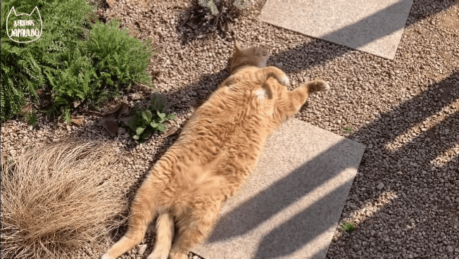 대낮부터 한 잔 걸친 고양이.gif | 인스티즈