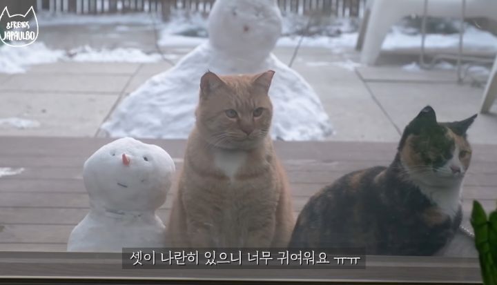 대낮부터 한 잔 걸친 고양이.gif | 인스티즈