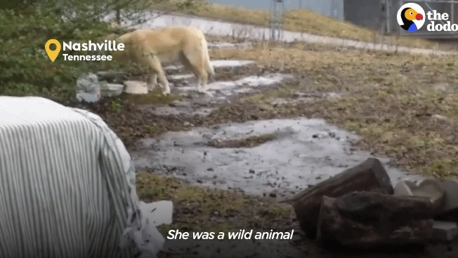 떠돌이 개에서 사랑받는 댕댕이가 되기까지.gif | 인스티즈