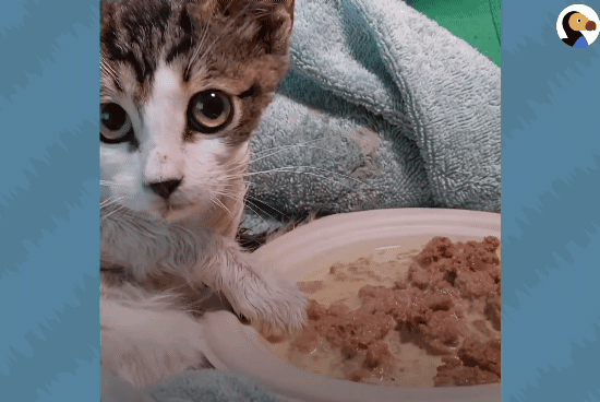 성격있는 아기고양이 정성으로 돌보기.gif | 인스티즈