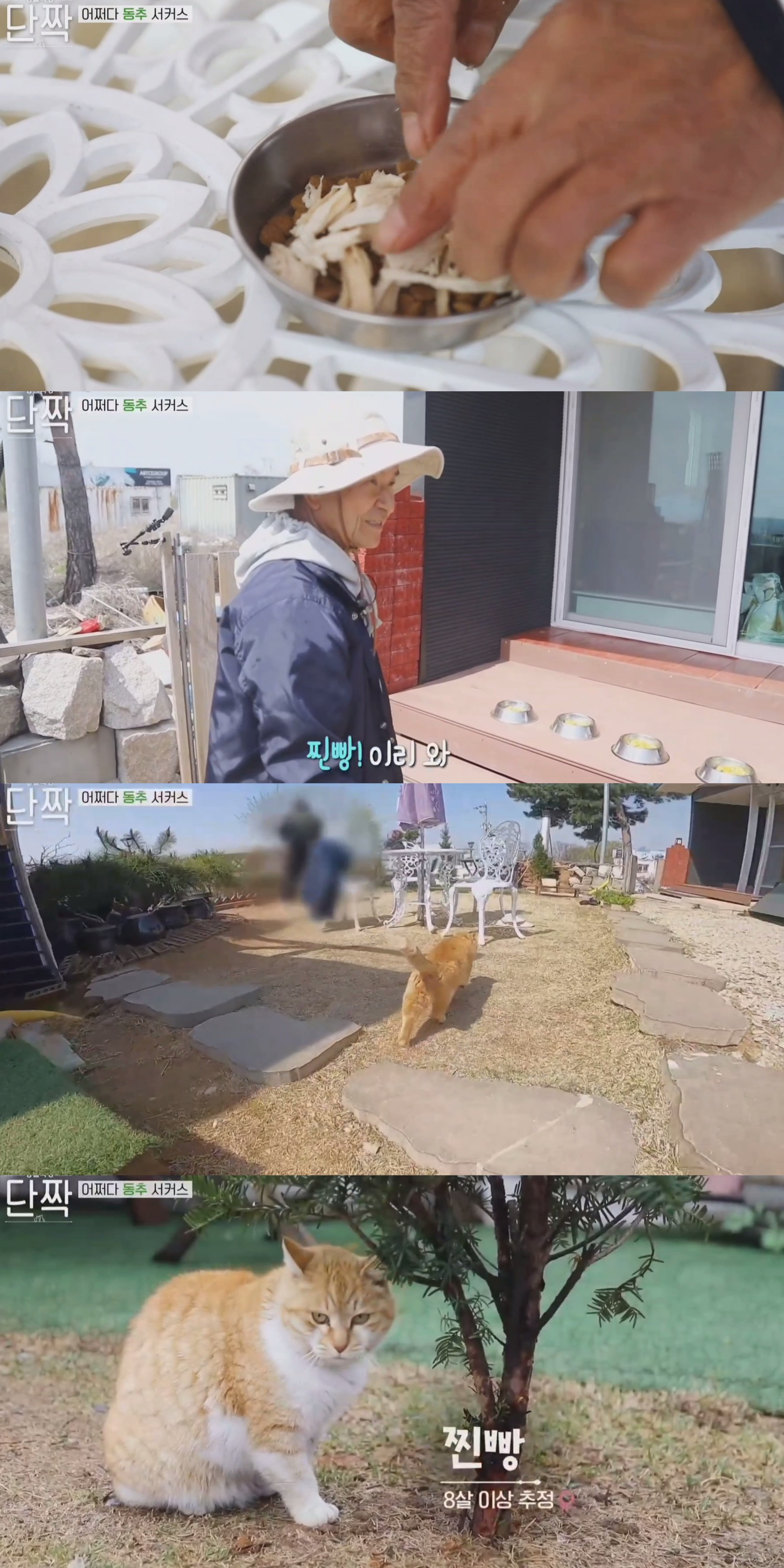 귀엽고 주인 할아버지가 웃긴 호빵이네 가족.jpg | 인스티즈