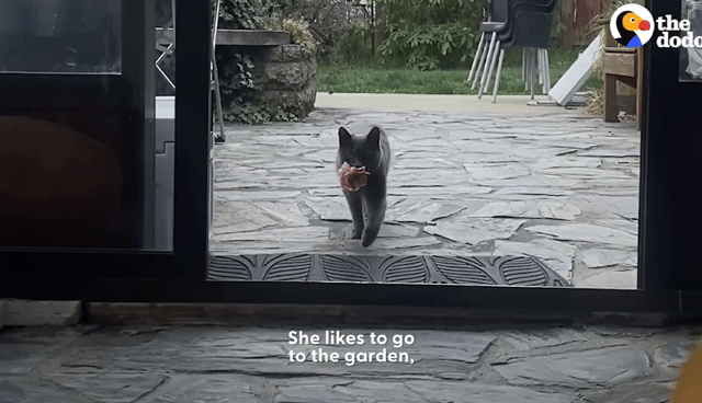 동백꽃 선물해주는 고양이.gif | 인스티즈