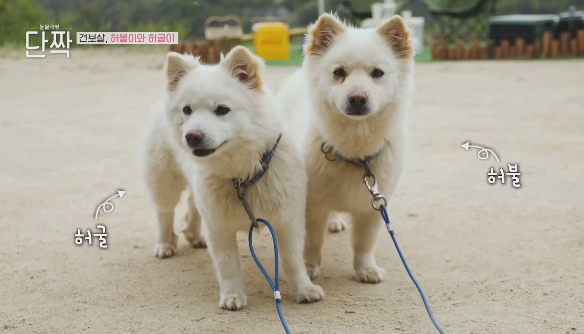 평화롭고 귀여운 견보살 댕댕남매.gif | 인스티즈