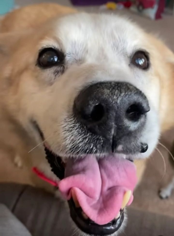 떠돌이 개에서 사랑받는 댕댕이가 되기까지.gif | 인스티즈