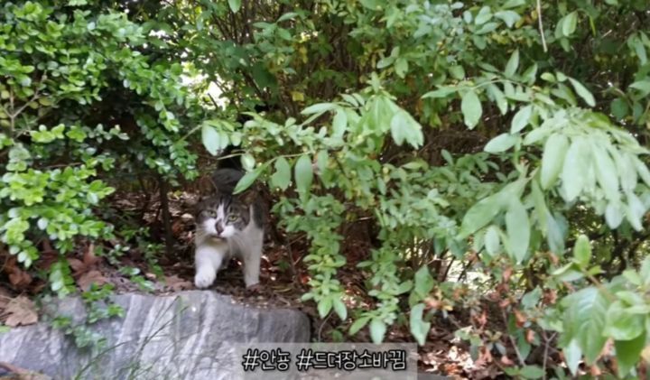 산냥이시절과 집냥이시절이 완전 다른 고양이 | 인스티즈