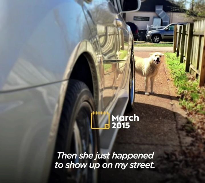 떠돌이 개에서 사랑받는 댕댕이가 되기까지.gif | 인스티즈