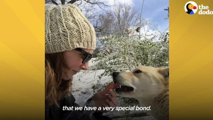 떠돌이 개에서 사랑받는 댕댕이가 되기까지.gif | 인스티즈