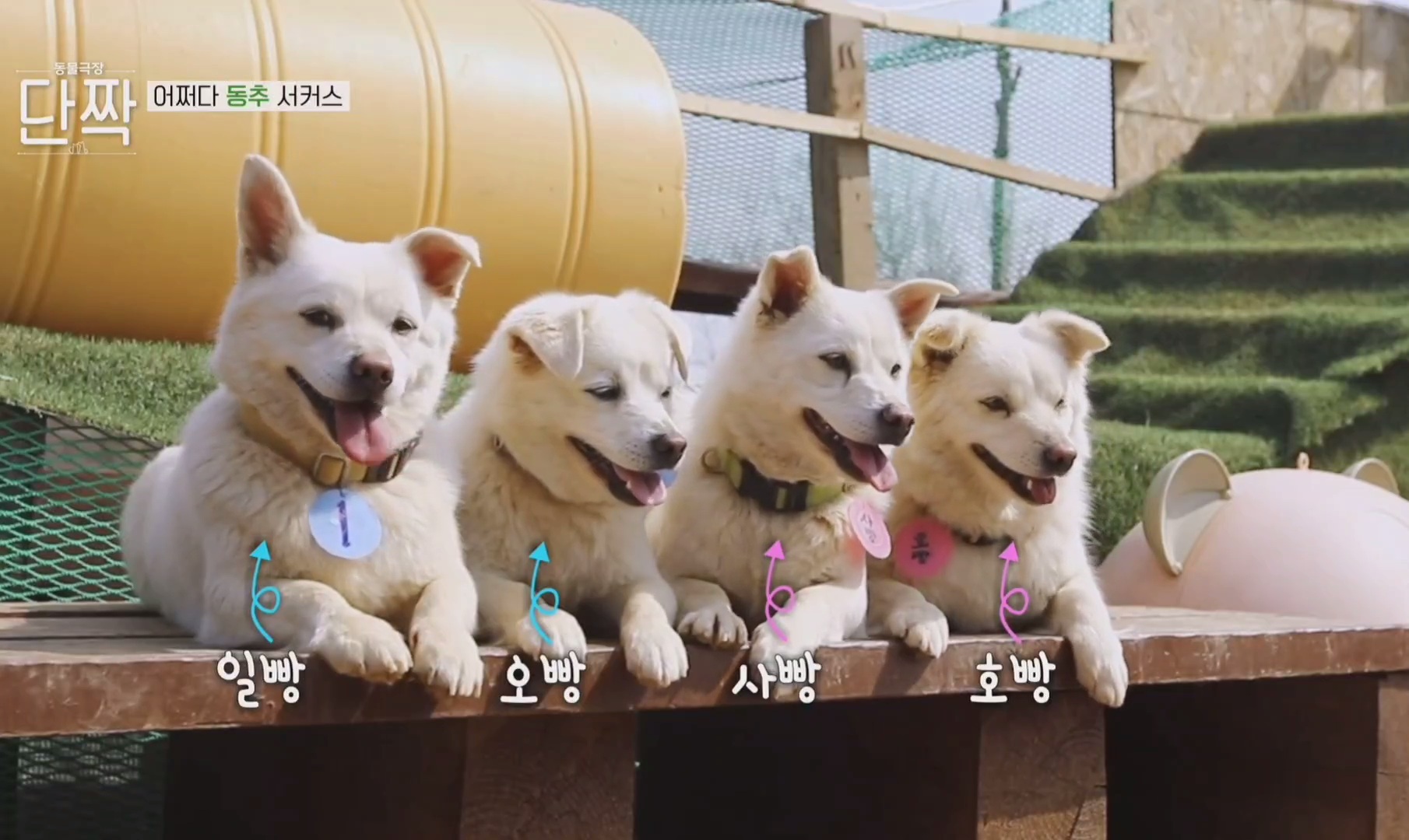 귀엽고 주인 할아버지가 웃긴 호빵이네 가족.jpg | 인스티즈