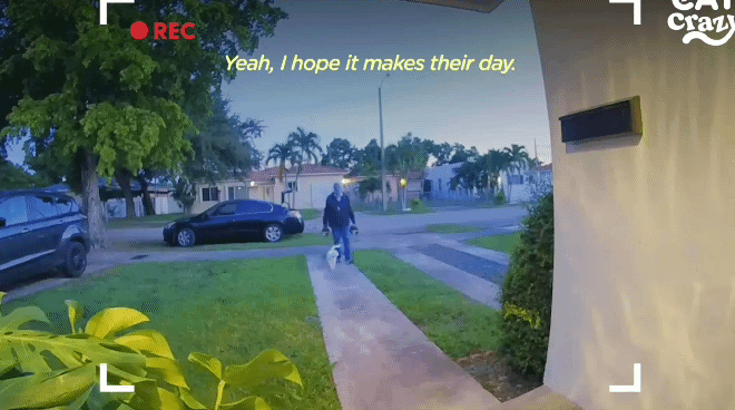 배송기사님 반기느라 바쁜 고양이.gif | 인스티즈