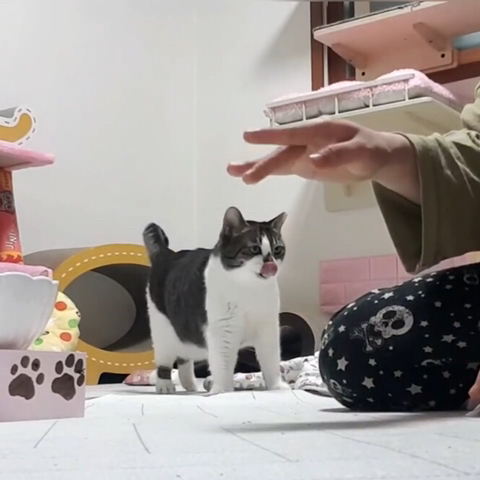 산냥이시절과 집냥이시절이 완전 다른 고양이 | 인스티즈