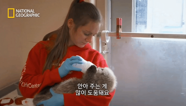 작고 소중한 새끼해달 구조 작전.gif | 인스티즈