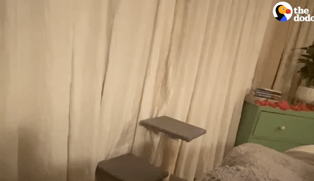 동백꽃 선물해주는 고양이.gif | 인스티즈