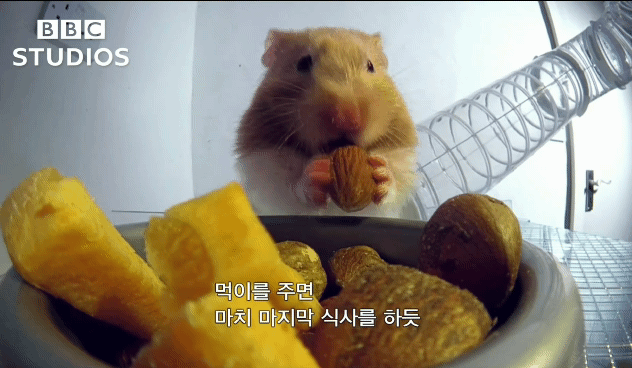 햄스터가 볼에 먹이를 저장하는법.gif | 인스티즈