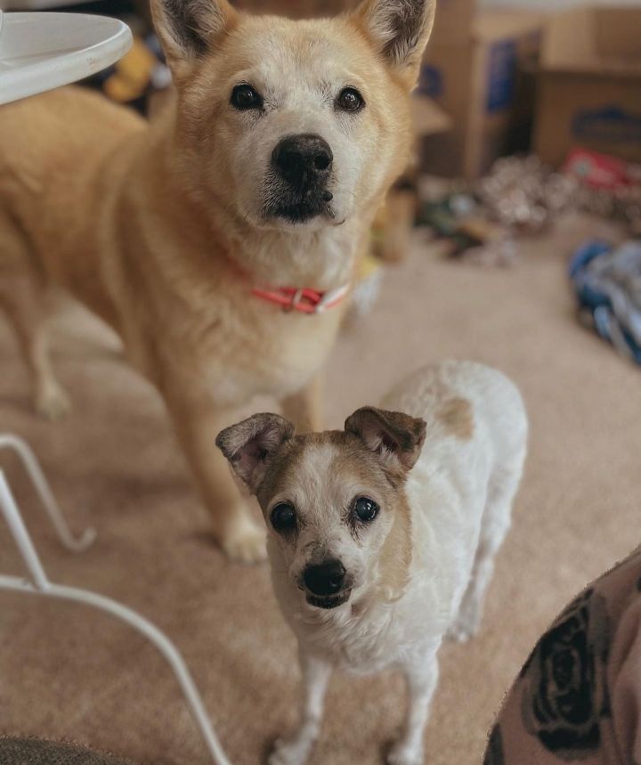 떠돌이 개에서 사랑받는 댕댕이가 되기까지.gif | 인스티즈