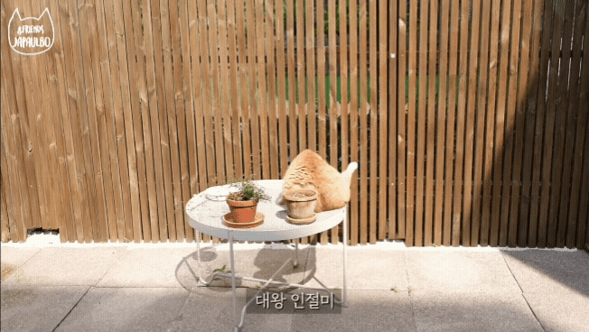대낮부터 한 잔 걸친 고양이.gif | 인스티즈