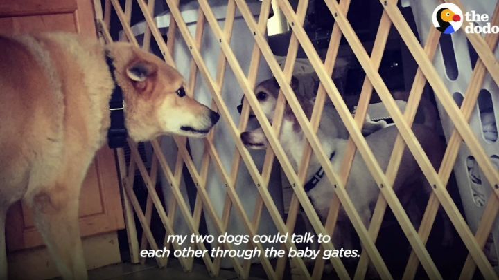 떠돌이 개에서 사랑받는 댕댕이가 되기까지.gif | 인스티즈