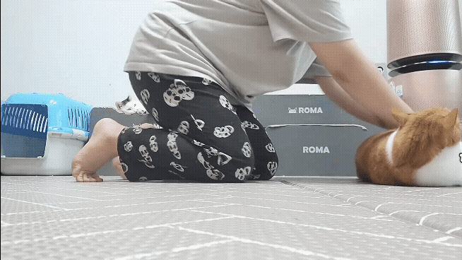 [똥괭이네] 무던한 고양이.gif | 인스티즈