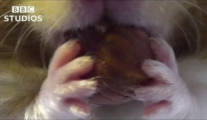햄스터가 볼에 먹이를 저장하는법.gif | 인스티즈