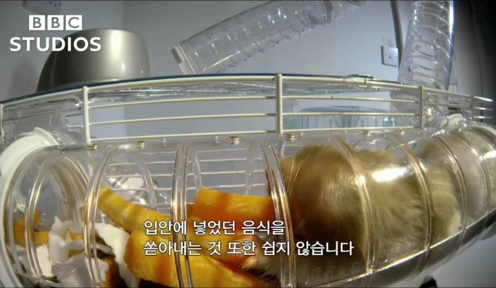햄스터가 볼에 먹이를 저장하는법.gif | 인스티즈