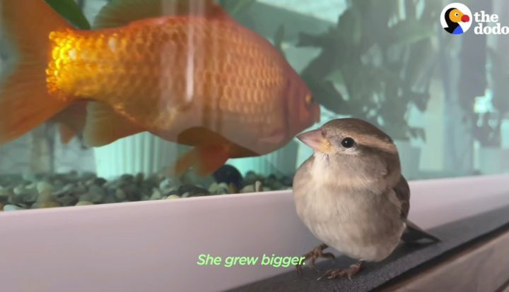 f4e2a3197ed7e8ab364b01c4aa9dd01fd099a5de