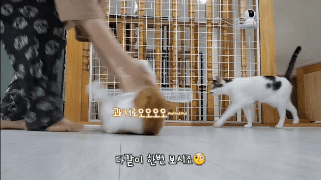 [똥괭이네] 무던한 고양이.gif | 인스티즈