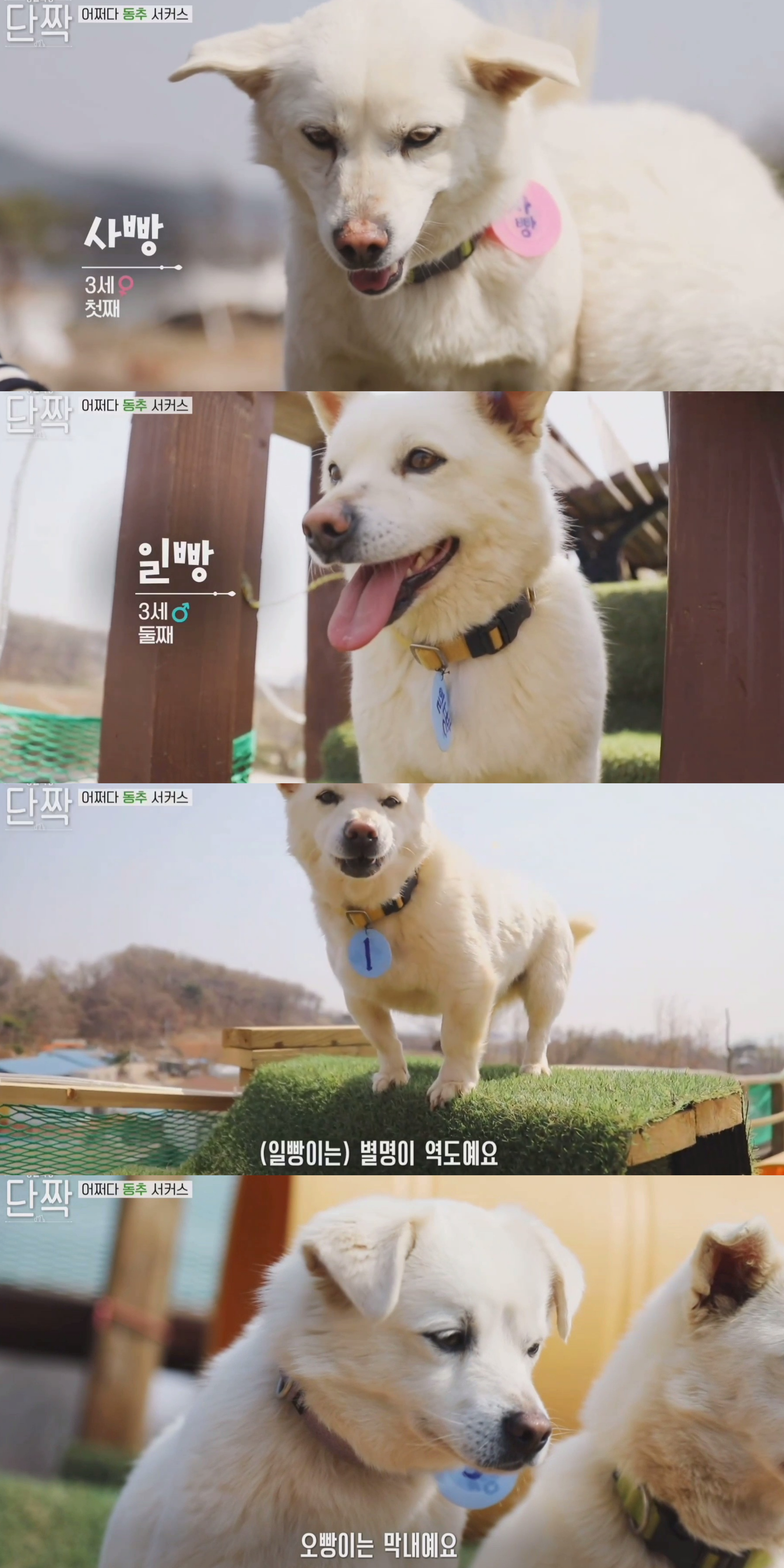 귀엽고 주인 할아버지가 웃긴 호빵이네 가족.jpg | 인스티즈