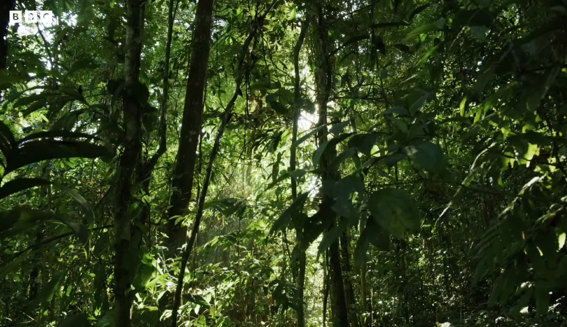 올챙이 등에 업고 다니는 개구리.gif | 인스티즈