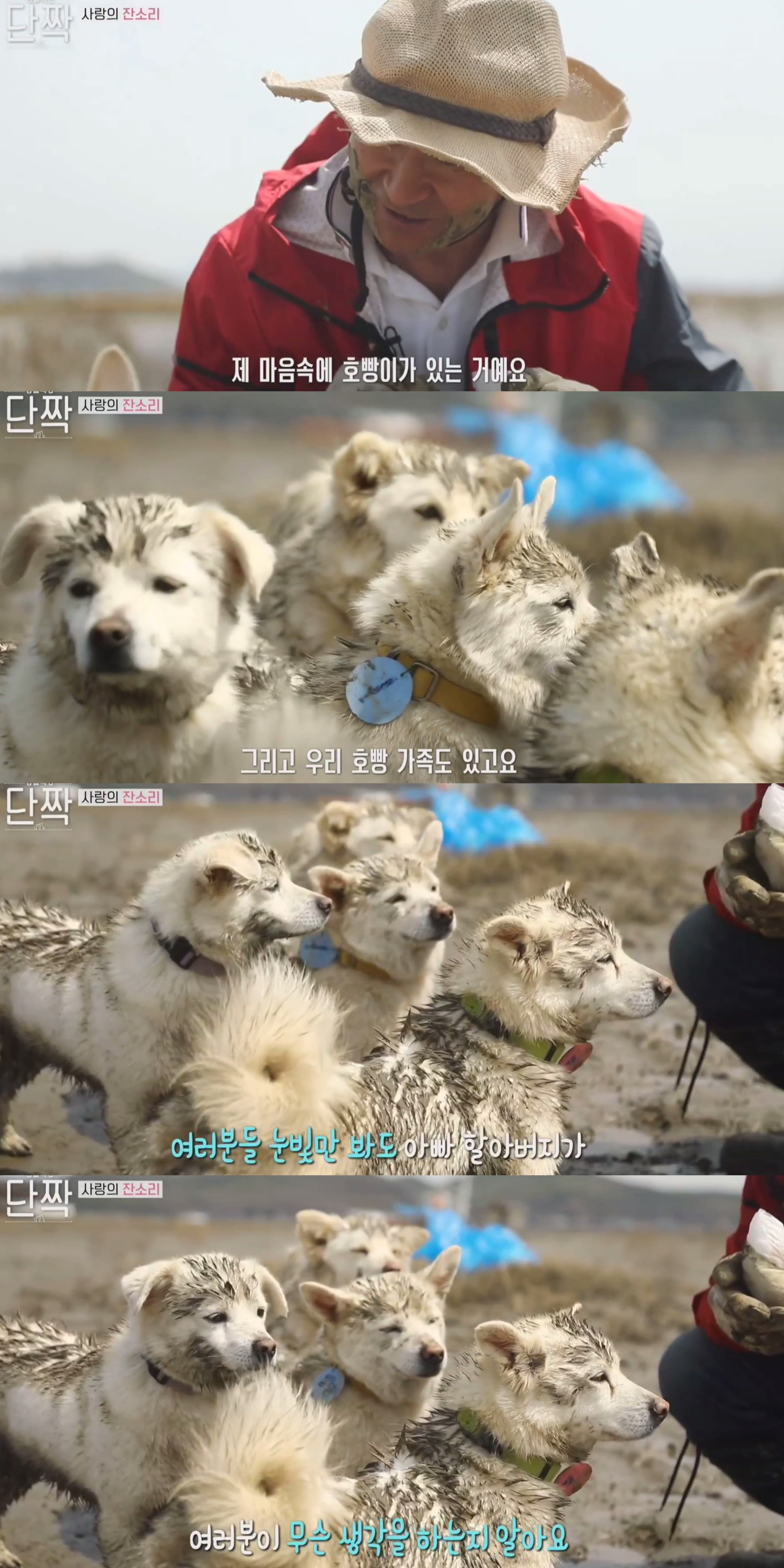 귀엽고 주인 할아버지가 웃긴 호빵이네 가족.jpg | 인스티즈