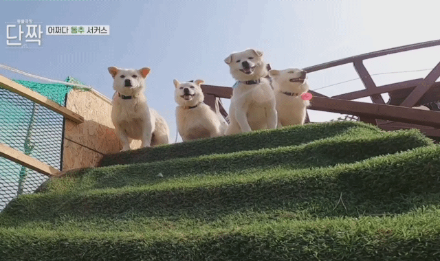 귀엽고 주인 할아버지가 웃긴 호빵이네 가족.jpg | 인스티즈