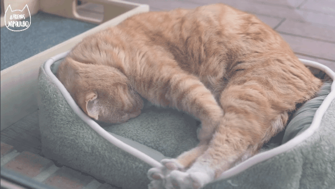 대낮부터 한 잔 걸친 고양이.gif | 인스티즈