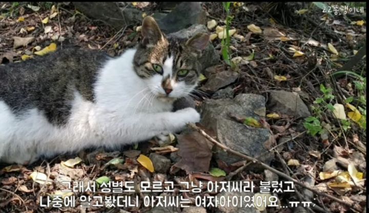 산냥이시절과 집냥이시절이 완전 다른 고양이 | 인스티즈