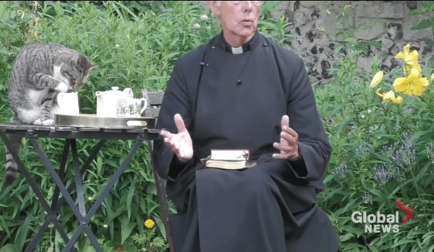 설교중인데 뒤에서 우유 훔는 고양이.gif | 인스티즈