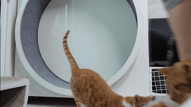 [똥괭이네] 무던한 고양이.gif | 인스티즈