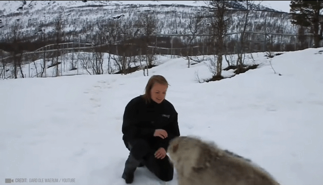 구조해준 사람들과 재회한 동물들.gif | 인스티즈