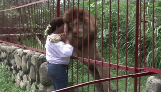 구조해준 사람들과 재회한 동물들.gif | 인스티즈