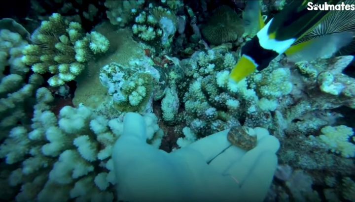 fd053ab4fceb6678f2f877415982cc800454cee2