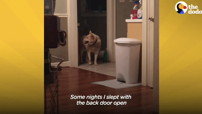 떠돌이 개에서 사랑받는 댕댕이가 되기까지.gif | 인스티즈