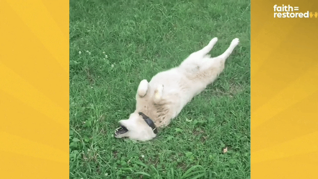 떠돌이 개에서 사랑받는 댕댕이가 되기까지.gif | 인스티즈