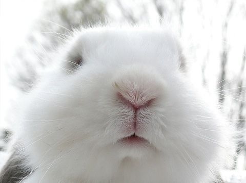 진심토끼 이미지