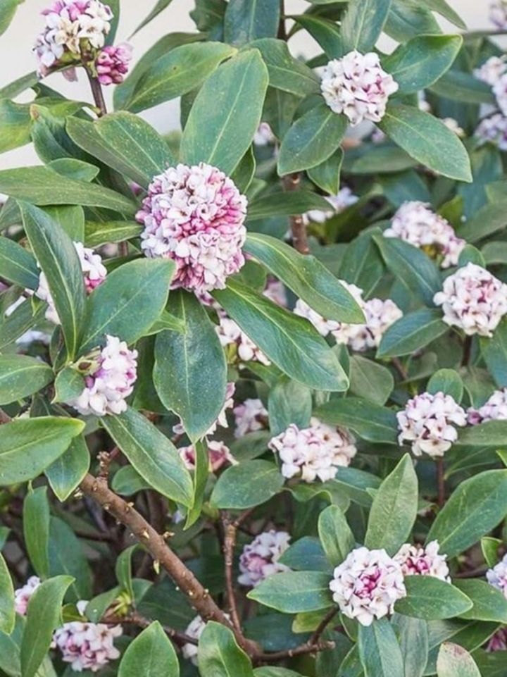 서향 이미지