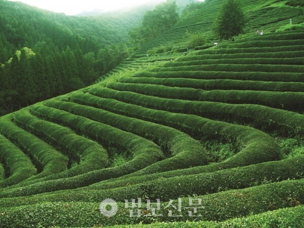 차이야기 이미지