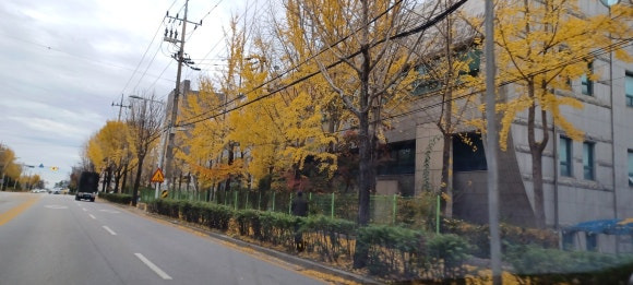 본가은행나무집 이미지