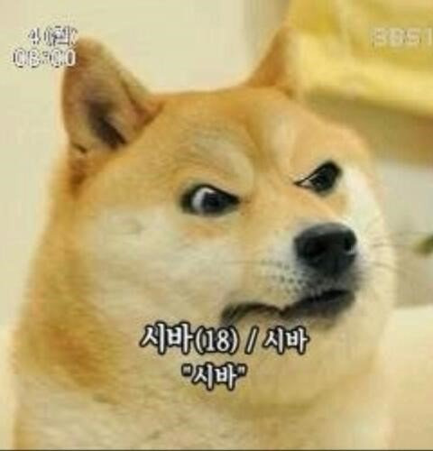루 이미지