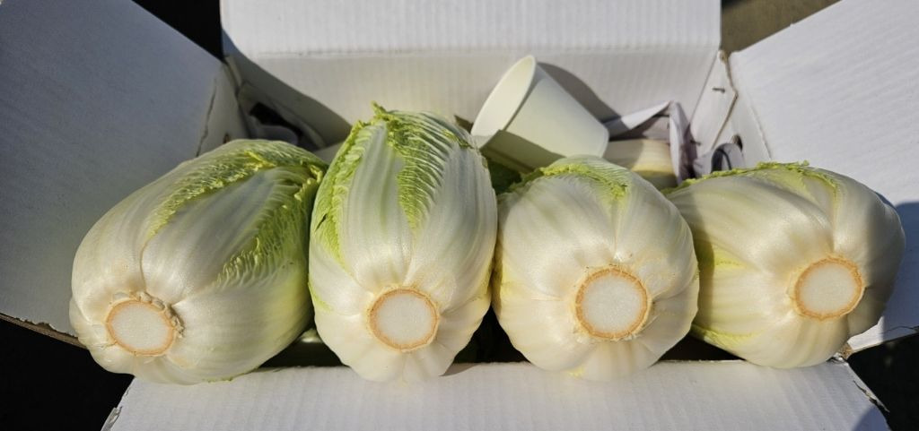 알배기 이미지